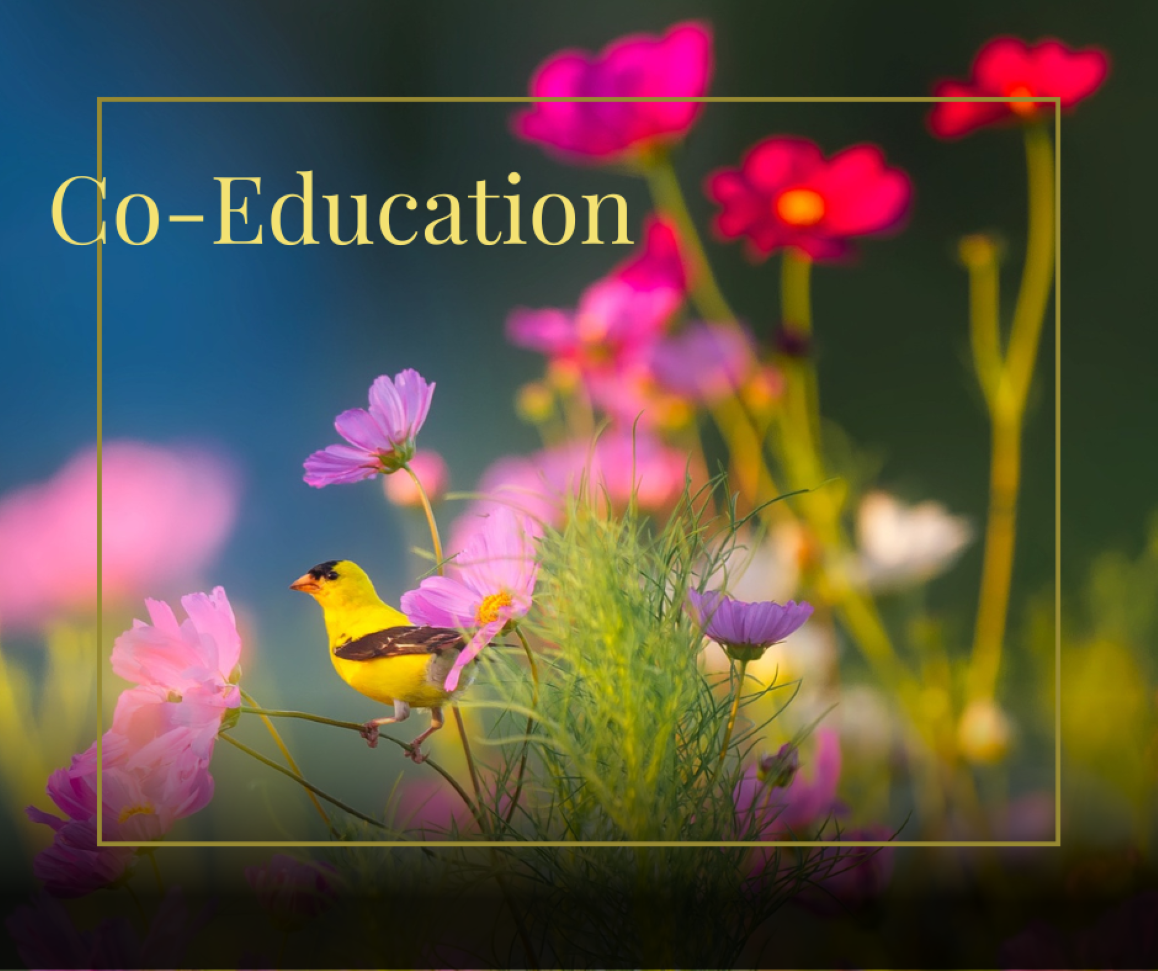 Read more about the article Co-Education